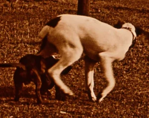 Psy w przypałacowym parku, Żyrowa, marzec 1922